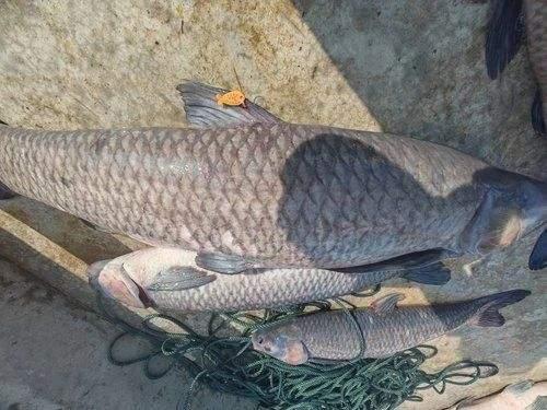 青鱼国产成人万部视频,青鱼万部视频，激情燃烧的岁月