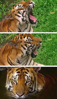 国产老虎的视频,镜头下的王者威仪