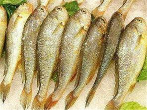 国产黄鱼视频手机