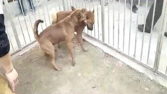 国产斗狗比赛视频,血腥竞技背后的残酷现实