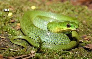 国产宠物蛇介绍视频大全